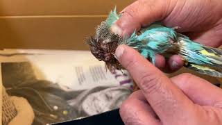 Attacked by his mother. Hope he will survive 🤞 by Budgerigar 1,232 views 1 year ago 4 minutes, 10 seconds