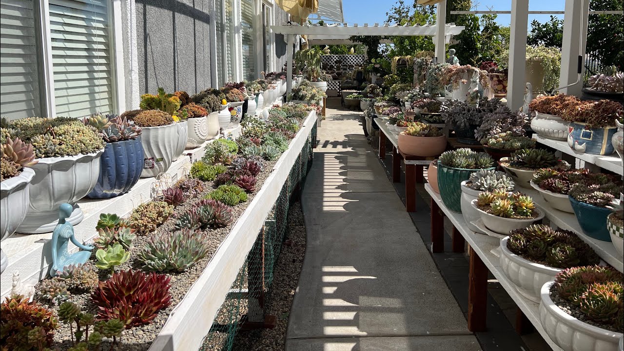 Succulent Garden #raresucculents #succulentgarden