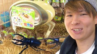 ヘラクレスやスズメバチをGETするぜ!!【UFOキャッチャー】　PDS