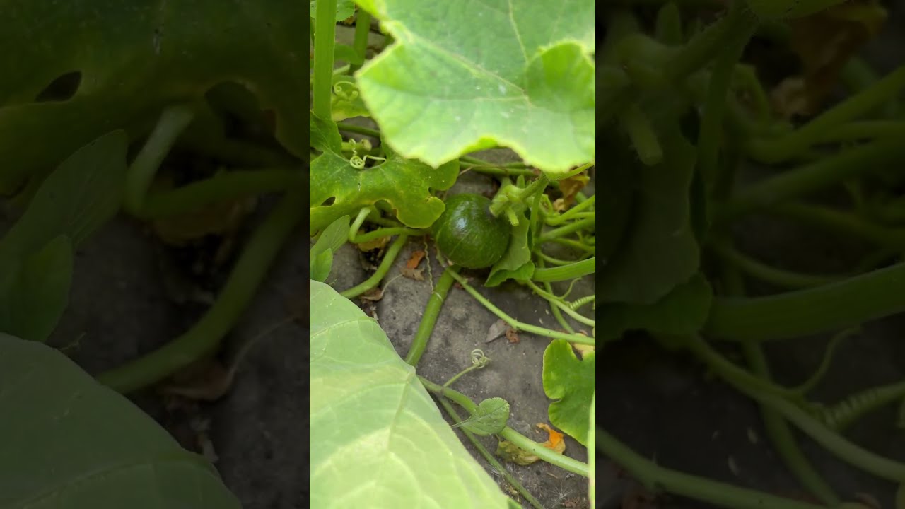 #shorts #Gardening changes the way you see time. You stop expecting instant results.🥗 #growth #food