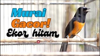 Murai Batu Ekor Hitam / isian bikin emosi !! Langsung nyaut