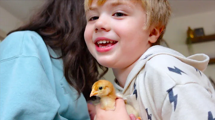 BABY CHICK UPDATE! WE NAMED THEM!
