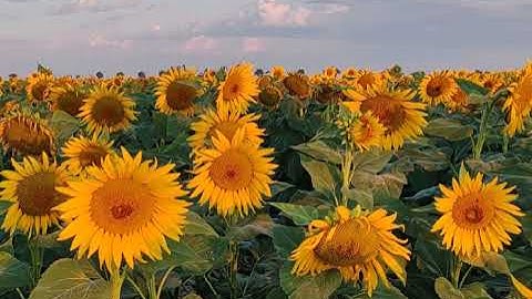 12221909 1080 1920 30fps online video cutter com