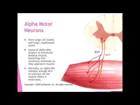 Chapter 13 Lecture