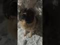Кавказец в зимнем туннеле #animal #dog #doglover
