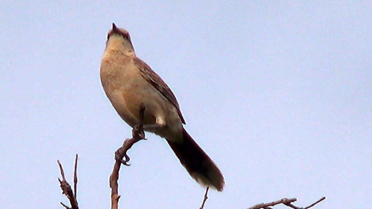 O canto do Sabiá do campo, In concert, Mimus saturninus, Chalk-browed