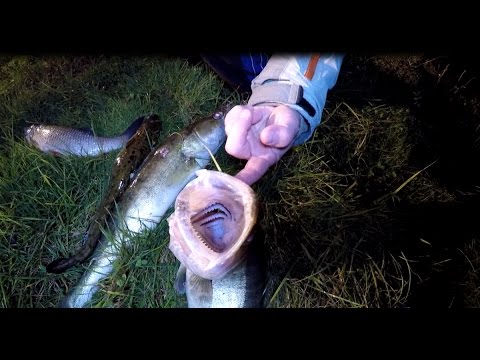 Подводная охота на оке