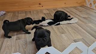 Pebble's pug babies at 6 weeks old