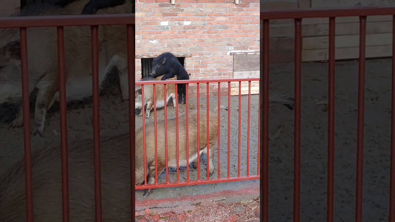 Дикий кабан против домашней свиньи. 18+