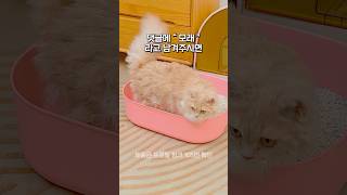 신세계를 경함하는 키사바 모래