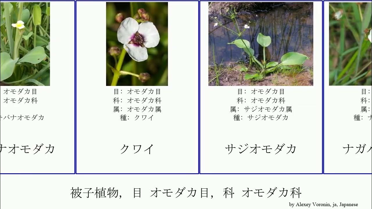 被子植物, 目 オモダカ目, 科 オモダカ科 angiosperms Light カラフトグワイ ナガバオモダカ Alismatales