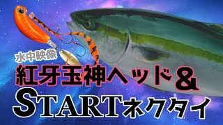 玉神を半年間使い続けてみた結果…STARTネクタイとの組合せがヤバい！#タイラバ  #釣り #鯛ラバ  #イサキ   #サワラ #水中撮影 #水中動画  #玉神 #青物  #fishing #ジギング