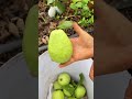 Harvesting Large Ripe Crystal Guava Directly From The Tree In The Orchard