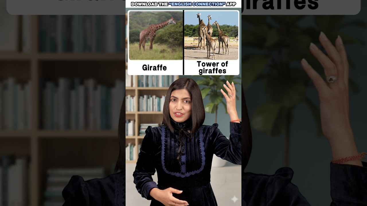 Group बोलना बंद करो ❌ Animal Collective Nouns, Spoken English Vocabulary, English Connection 