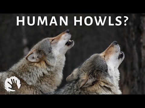 Why Did Music Evolve? - 4 Hypotheses