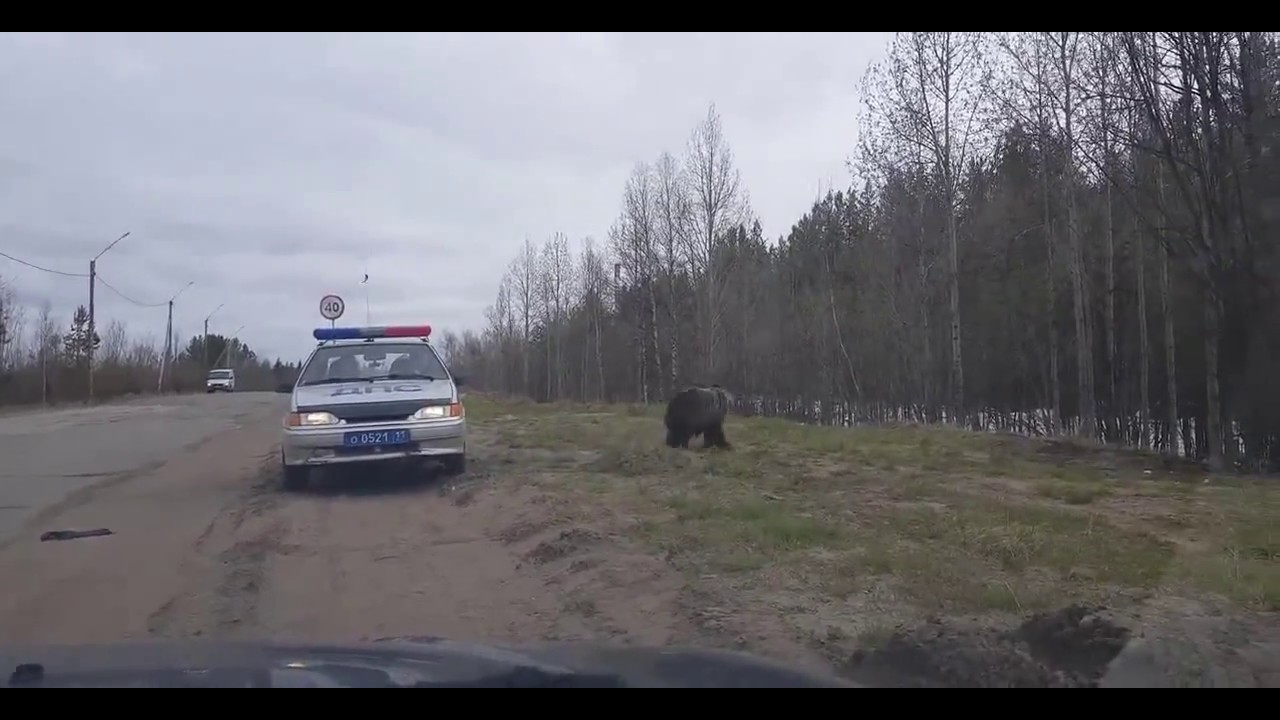 Сел медведь в машину