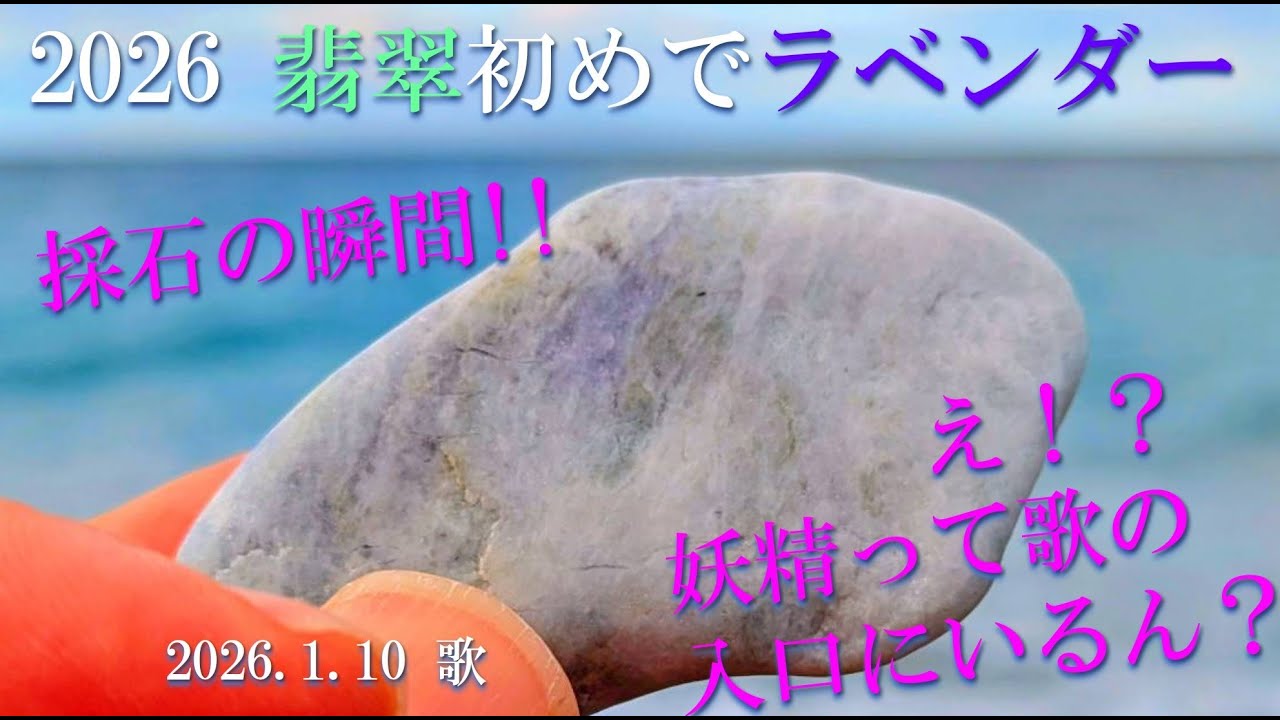 翡翠初めでラベンダー発見！！2026年1月10日親不知海岸(歌)