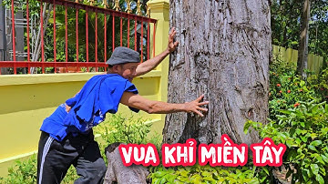 Vua Khỉ cùng đệ t.ử cưa cây Hoa Sữa và cây Sao trong không gian hẹp.