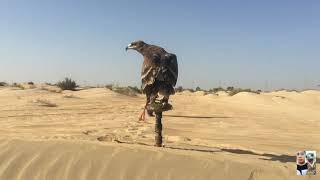 Steppe Eagle Training