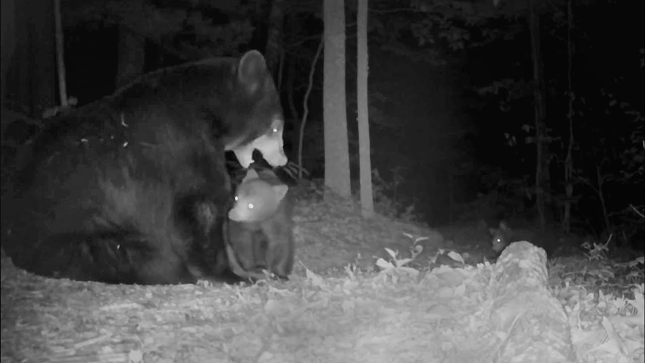 MOMMA BEAR HAS HER FAVORITE CUB - YouTube