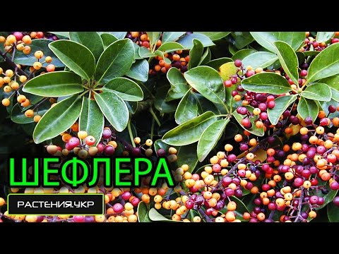 Уход за шефлерой