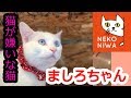 猫庭チャンネル　ましろちゃんの巻き