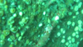 EL CAUPOLICAN VALPARAISO CHILE