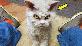 How Grumpy Cat Started a Feline Revolution