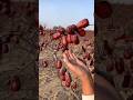 Amazing delicious Chinese red dates | Sweet jujube fruit farming by rural farmer #fruit #farming