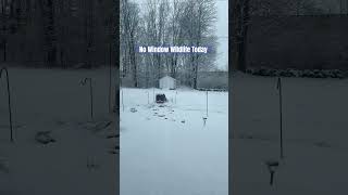 I think all of our friendly critters are hunkering down to stay warm today. #snow #cold #shorts
