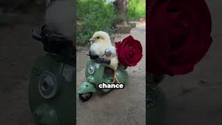 Chicken Proposed Her Crush Hah