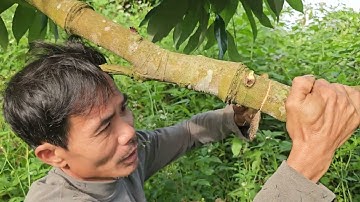 Cách khoanh hãm vải thiều 