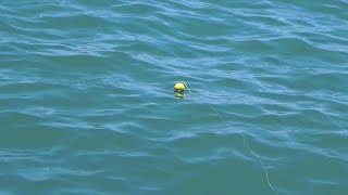 Mancing Di Pinggir Pantai Umpan Udang Hidup Dapet Anakan GT