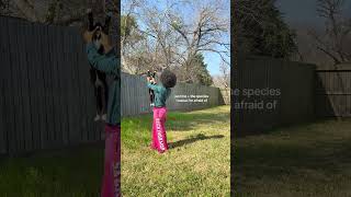 Yes, I Put A Collar On The Neighborhood Cat .Rjm