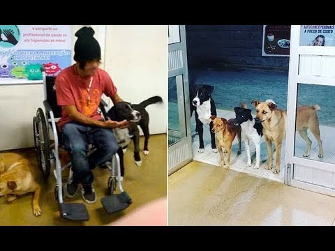 This Homeless Man Admitted To Hospital, His Stray Dog Friends Wait For Him At The Door