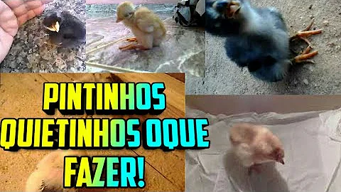 Como colocar os pintinhos para dormir?