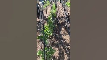 Slow Motion Tine Weeding Organic Soybeans - Tine Action Hatzenbichler Tine Weeder