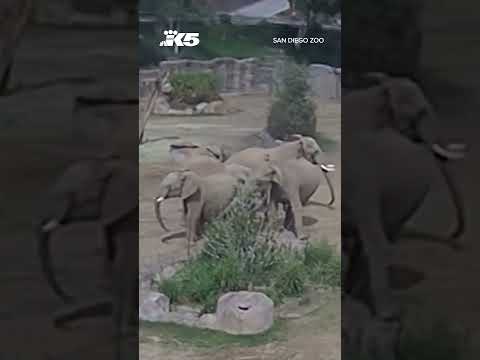 Elephants form 'alert
