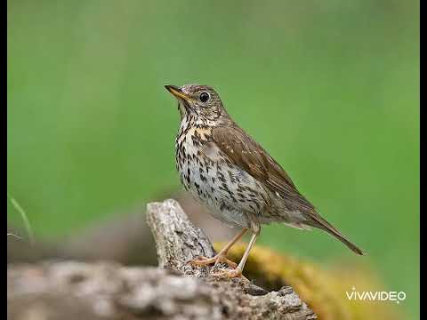 صوت السمن دمج جديد للصيد٠ لا تنسى الاشتراك بالقناة اصوات صيد عصفور Birds Hunting Birdsounds