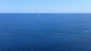 Northern Gannets diving into ocean for sardines.