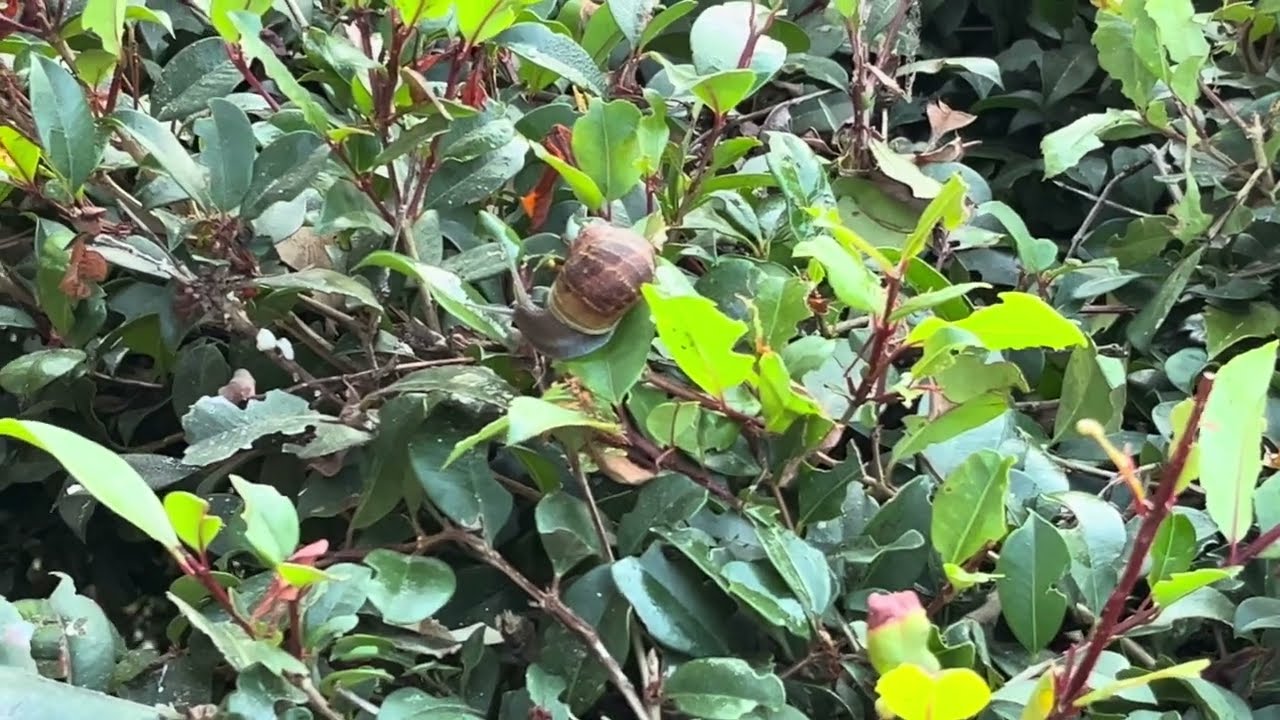 Hedge Garden Snail (Cornu aspersum) (2023-07-13)