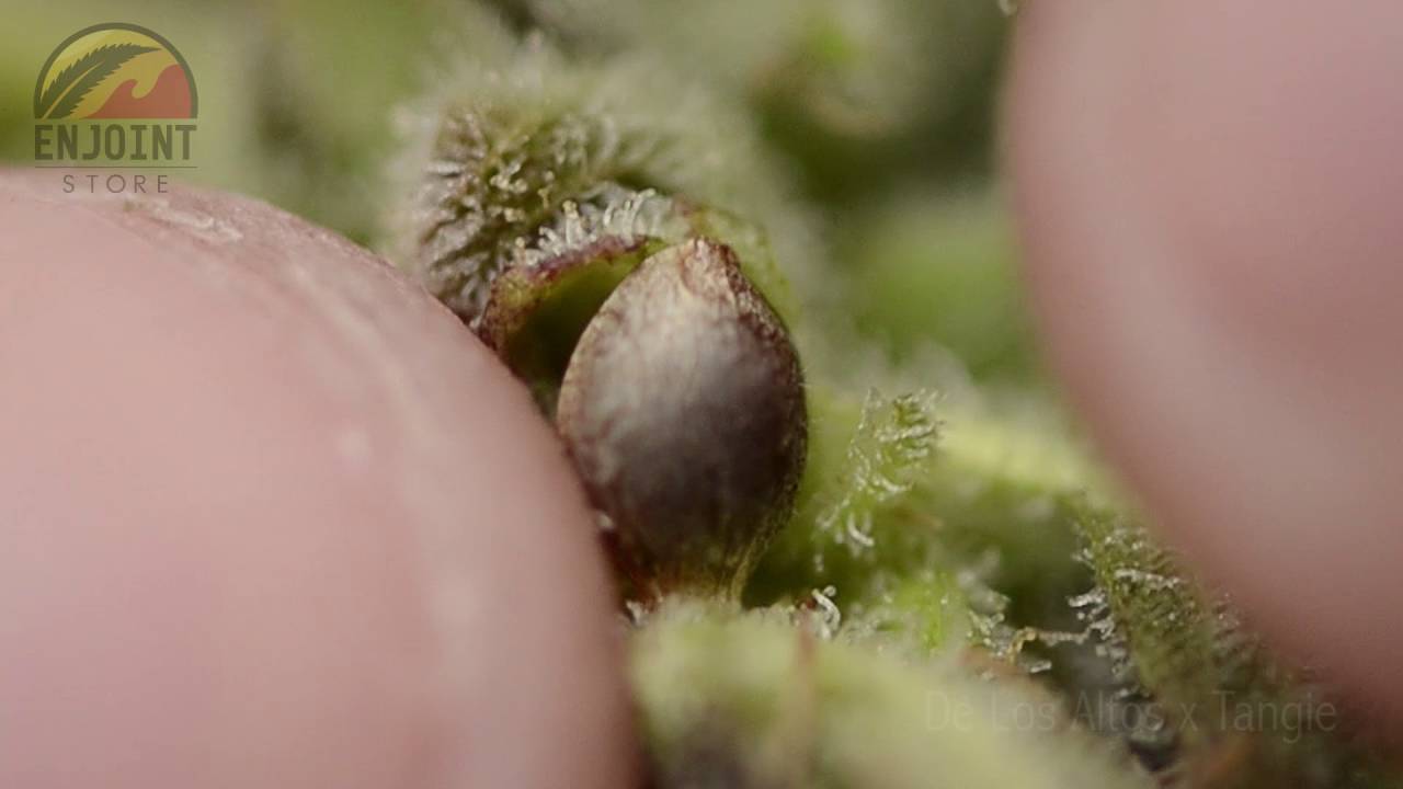 COSECHA DE SEMILLAS Y SABORES SATIVOS