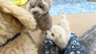 When we brought home a new dog, our toy poodle and puppy had a terrible incident...lol