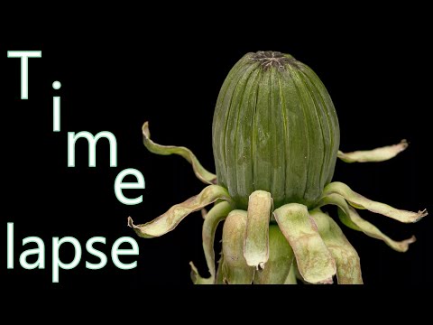 Opening of a dandelion flower in time lapse | Spring flowers