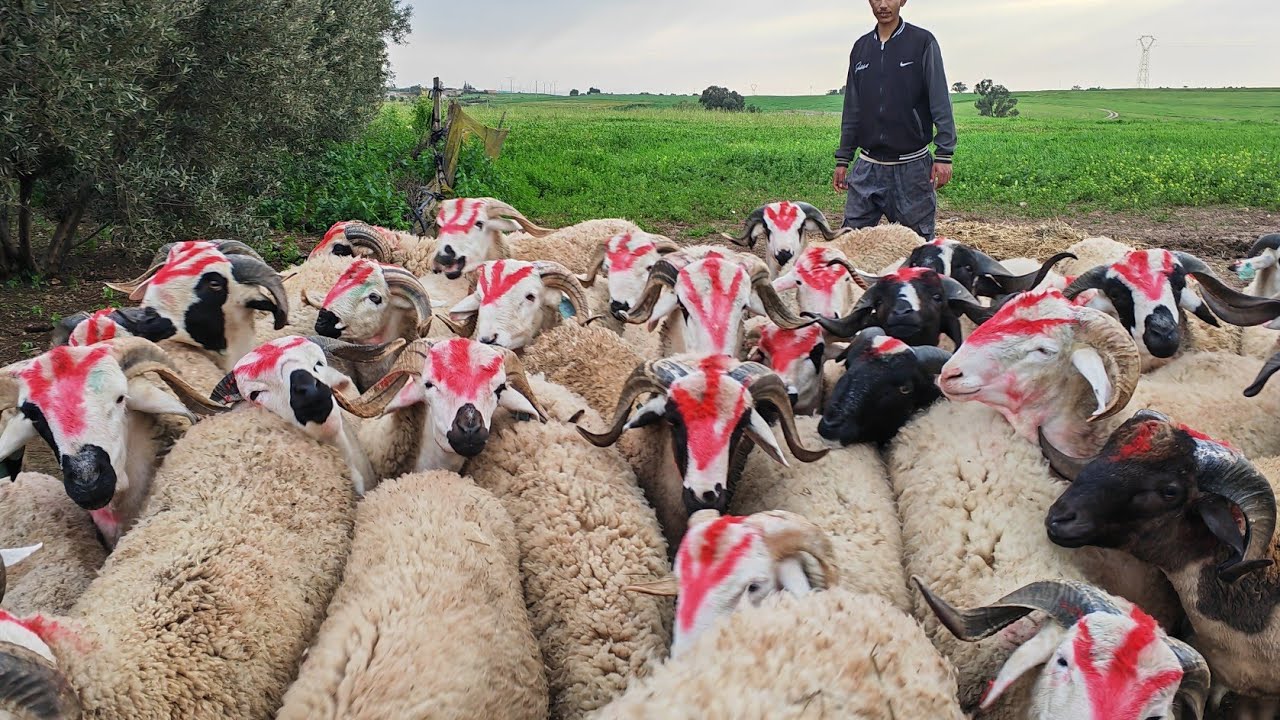 44خروف صردي للبيع نواحي اولاد بوزيري التواصل عبدالمجيد 0777243067