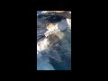 Up-Close Footage of a Shark Feasting on a Dead Whale Remnants