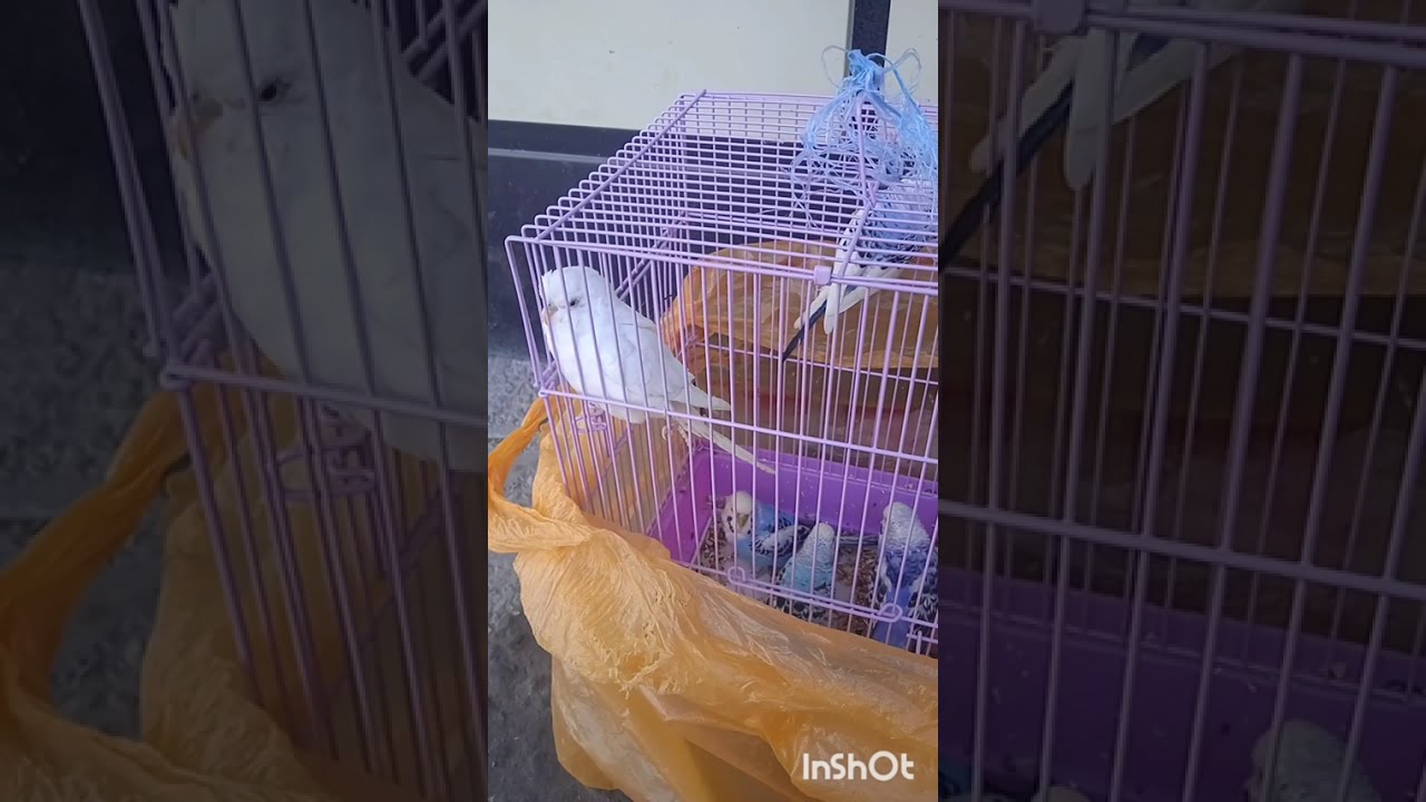 @ Рози як Зан ,Роҳ ба сӯйи  Ш  Ҳисор 