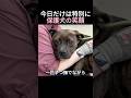 今日だけは特別に保護犬の笑顔