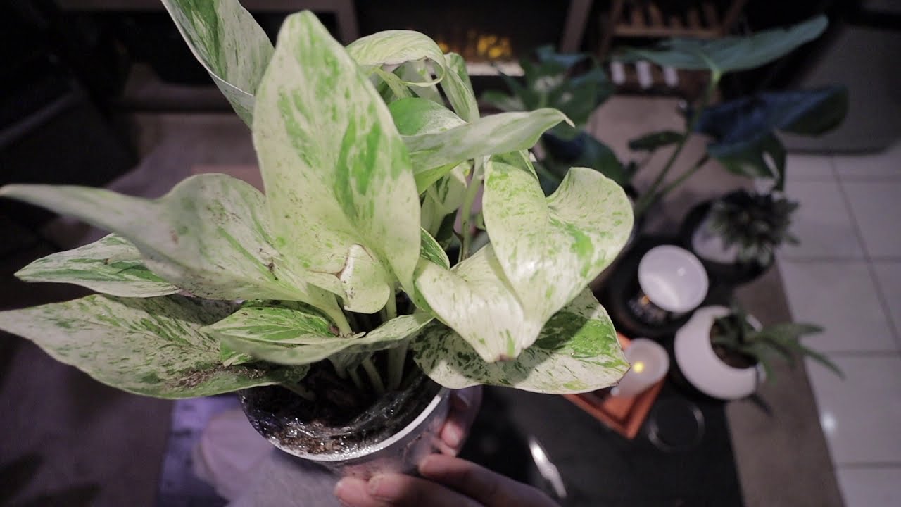 Episode 9: Snow Queen Pothos Unboxing 
