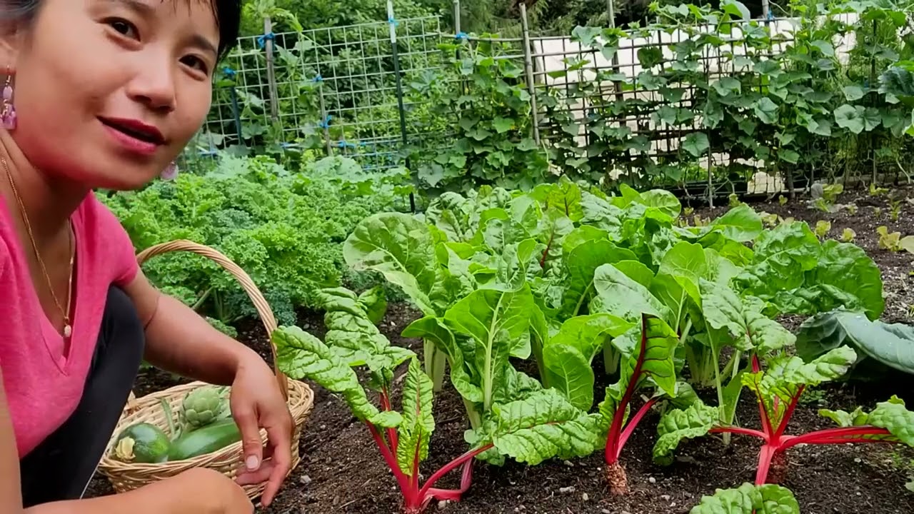 THU HOẠCH CẢI CẦU VÒNG, BẦU NGẮN,BẦU DÀI,CỦ DỀN